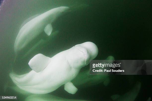 underwater view of beluga whale pods, churchill, manitoba, canada - bando de mamíferos marinhos - fotografias e filmes do acervo