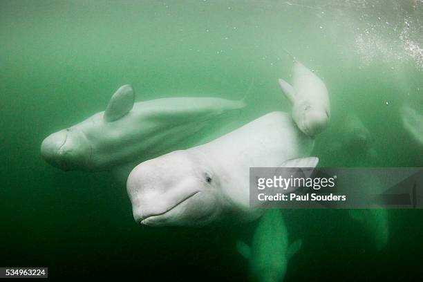 underwater view of beluga whales, churchill, manitoba, canada - ballenato fotografías e imágenes de stock