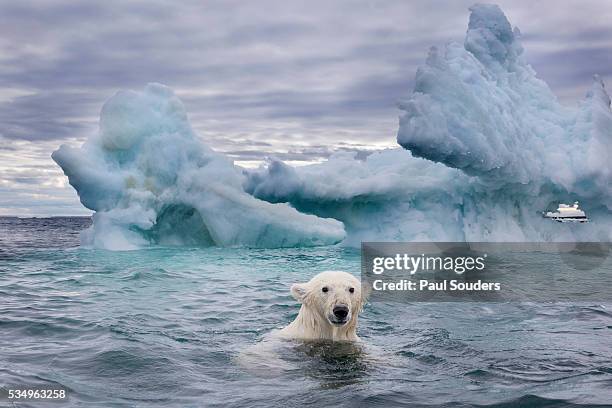 polar bear on sea ice near repulse bay, nunavut, canada - pack ice stockfoto's en -beelden