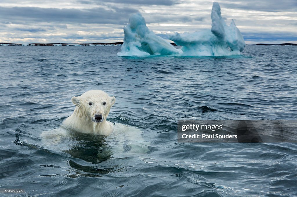 Polar Bear on Sea Ice near Repulse Bay, Nunavut, Canada