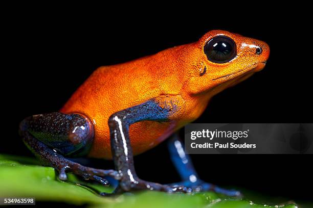 strawberry poison dart frog in costa rica - poison dart frog stock pictures, royalty-free photos & images