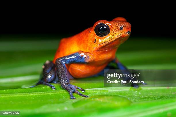 strawberry poison dart frog in costa rica - frosch stock-fotos und bilder