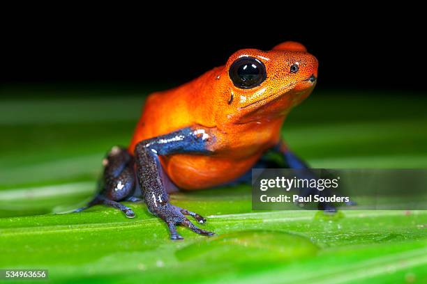 strawberry poison dart frog in costa rica - poison dart frog stock pictures, royalty-free photos & images