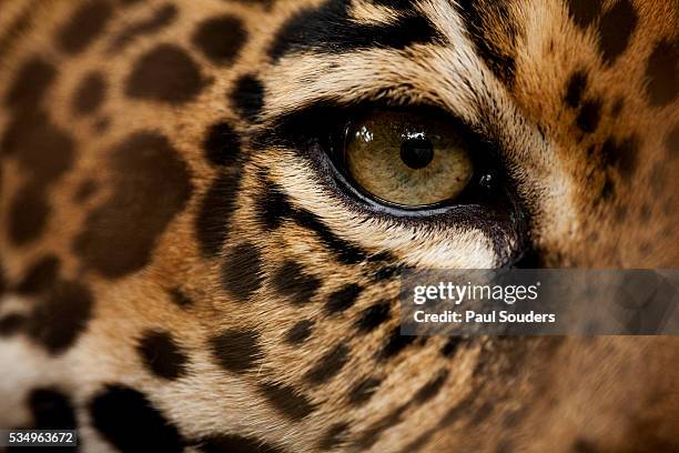 captive jaguar at las pumas rescue shelter - jaguar stockfoto's en -beelden