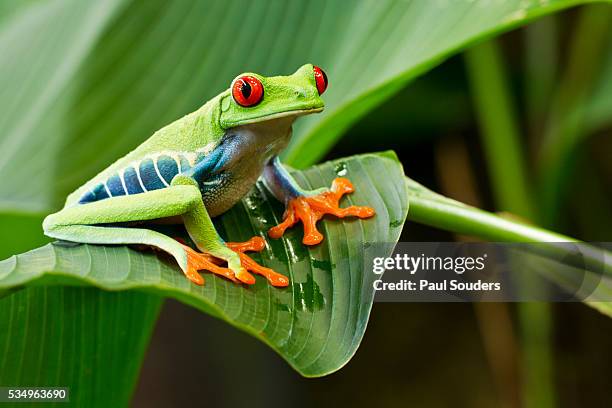red eyed tree frog, costa rica - grenouille photos et images de collection