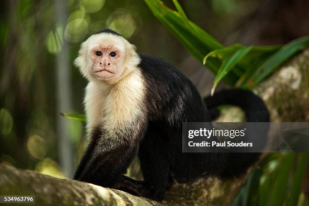 white-faced capuchin in a tree in manuel antonio national park - kapucinapa bildbanksfoton och bilder