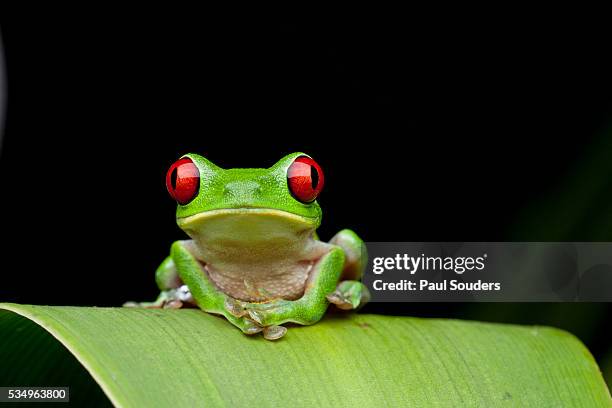 red eyed tree frog, costa rica - frog stock pictures, royalty-free photos & images