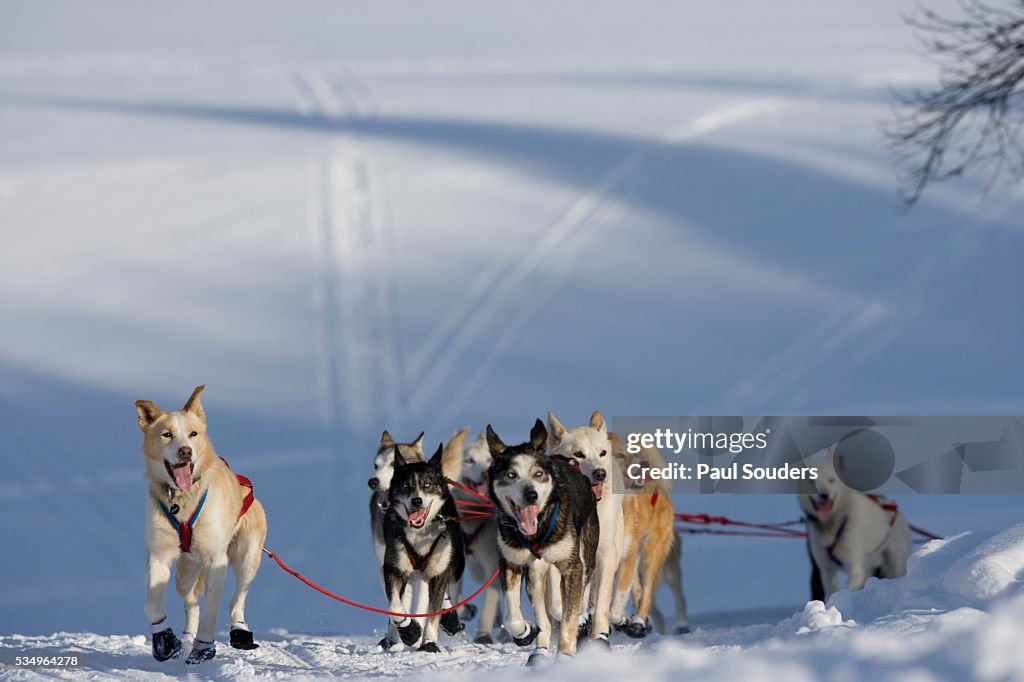 Sled Dog Team in 2005 Iditarod Sled Dog Race