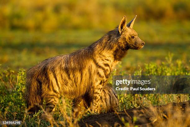 aardwolf, ngorongoro conservation area, tanzania - hyäne stock-fotos und bilder