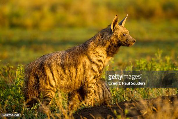 aardwolf, ngorongoro conservation area, tanzania - proteles cristatus - fotografias e filmes do acervo