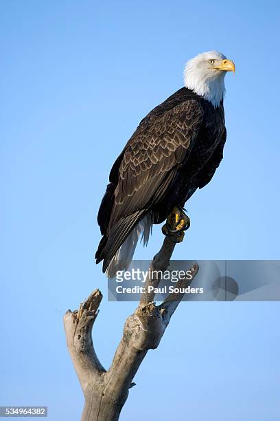 bald eagle perched on branch - perch imagens e fotografias de stock