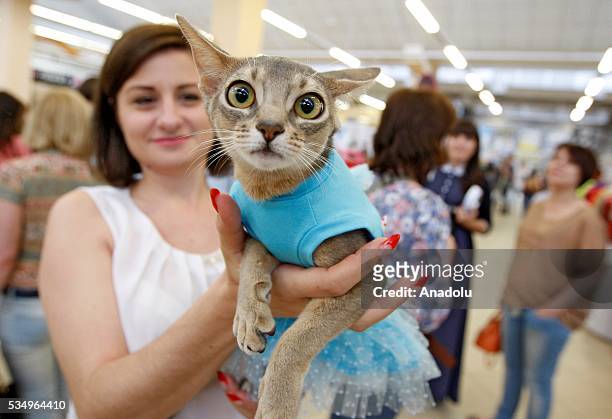 Cat in a costume is seen during a costume contest organized within the Cat Show "Royal Feline" in Kiev, Ukraine May 28, 2016. The exhibition presents...