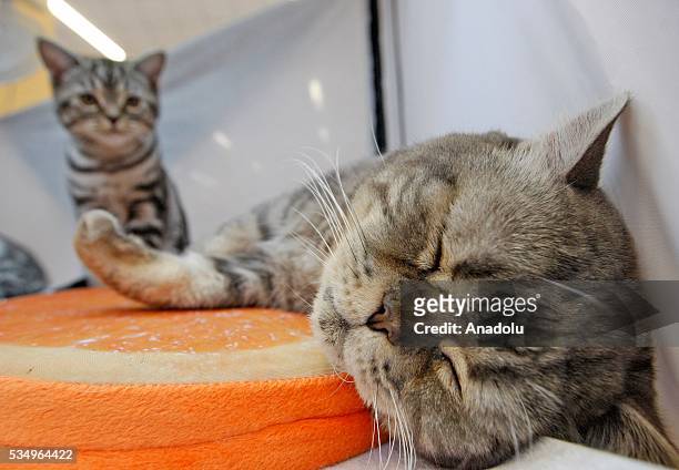Cats is seen during the Cat Show "Royal Feline" in Kiev, Ukraine May 28, 2016. The exhibition presents rare breed cats like dwarf tiger "Toyger", the...