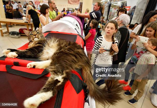 Children look on a cat during the Cat Show "Royal Feline" in Kiev, Ukraine May 28, 2016. The exhibition presents rare breed cats like dwarf tiger...