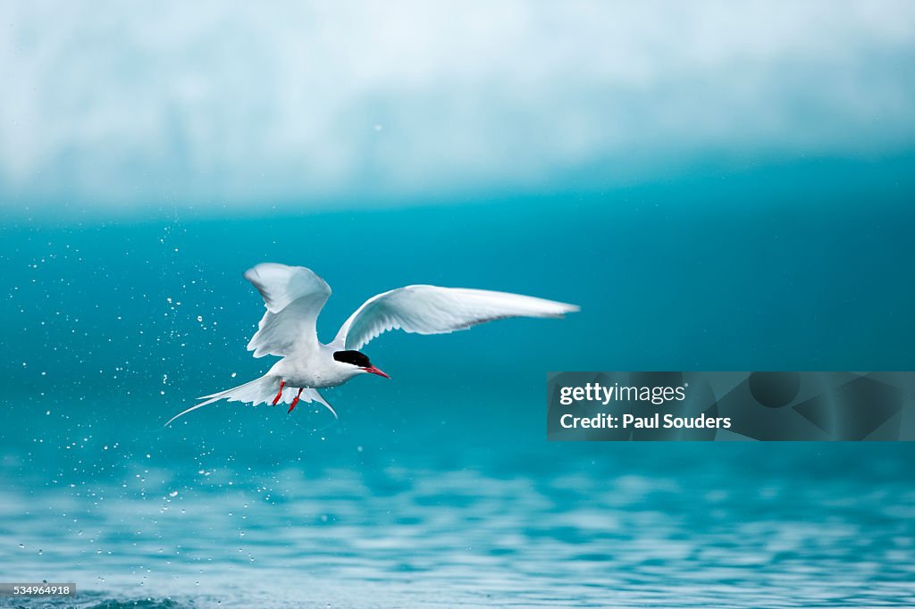 Arctic Tern fishing in Jokulsarlon Lake