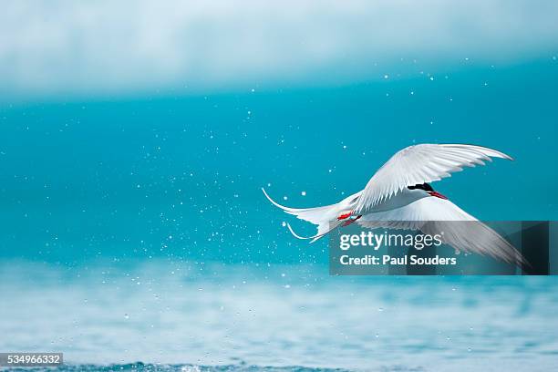 arctic tern fishing in jokulsarlon lake - キョクアジサシ ストックフォトと画像