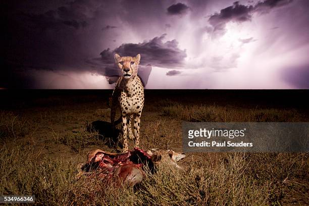 Cheetah and Lightning Storm, Ngorongoro Conservation Area, Tanzania