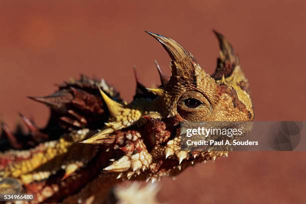 head of a thorny devil - diabo espinhoso imagens e fotografias de stock