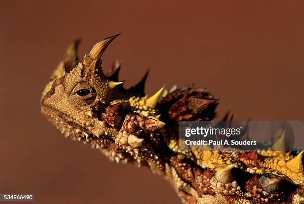 head of a thorny devil - diabo espinhoso imagens e fotografias de stock