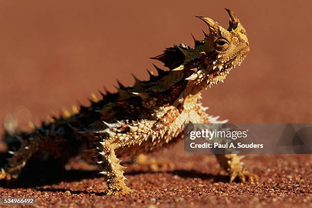 thorny devil - thorny devil lizard stock pictures, royalty-free photos & images