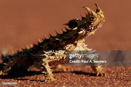 Thorny Devil Thorny Devil