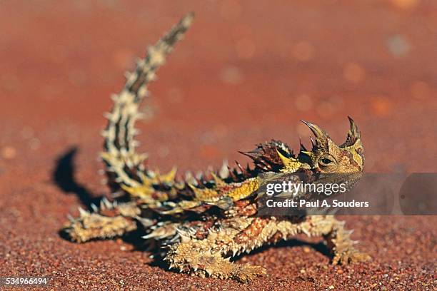 thorny devil on desert sand - lagarto imagens e fotografias de stock