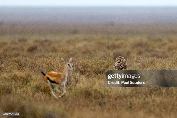 cheetah hunting a gazelle - stalking stock pictures, royalty-free photos & images