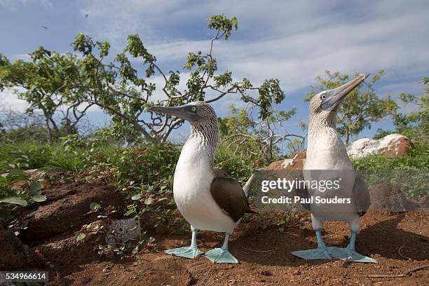 pair of blue-footed boobies - sula vogelgattung stock-fotos und bilder