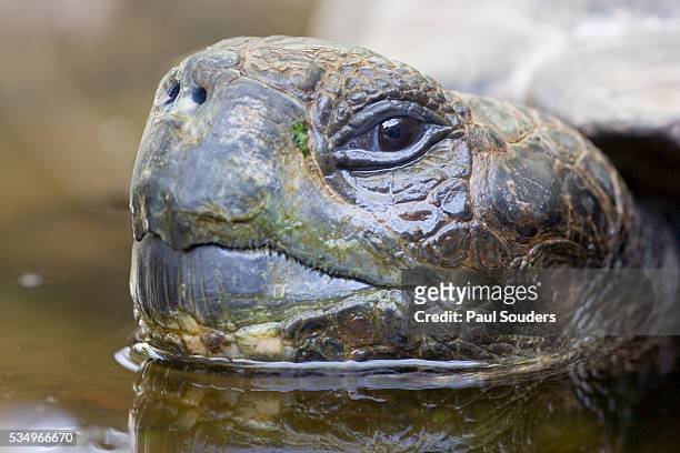 close-up of giant tortoise head - galapagos giant tortoise stock-fotos und bilder