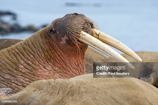 walrus herd lying on beach - walrus fotografías e imágenes de stock