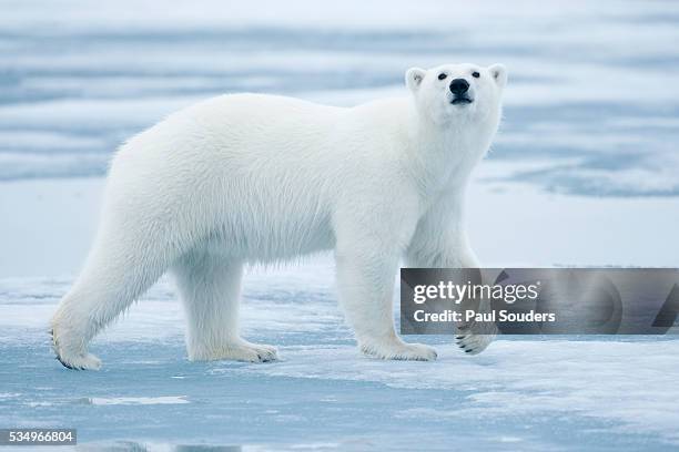 polar bear, svalbard, norway - polar bear (ursus maritimus) stock pictures, royalty-free photos & images