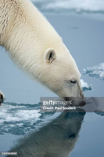 Polar Bear sniffing water