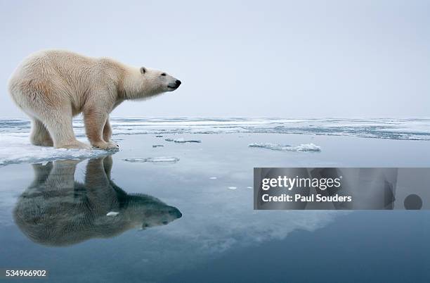 polar bear on melting ice, svalbard, norway - laboratory for the symptoms of global warming stockfoto's en -beelden