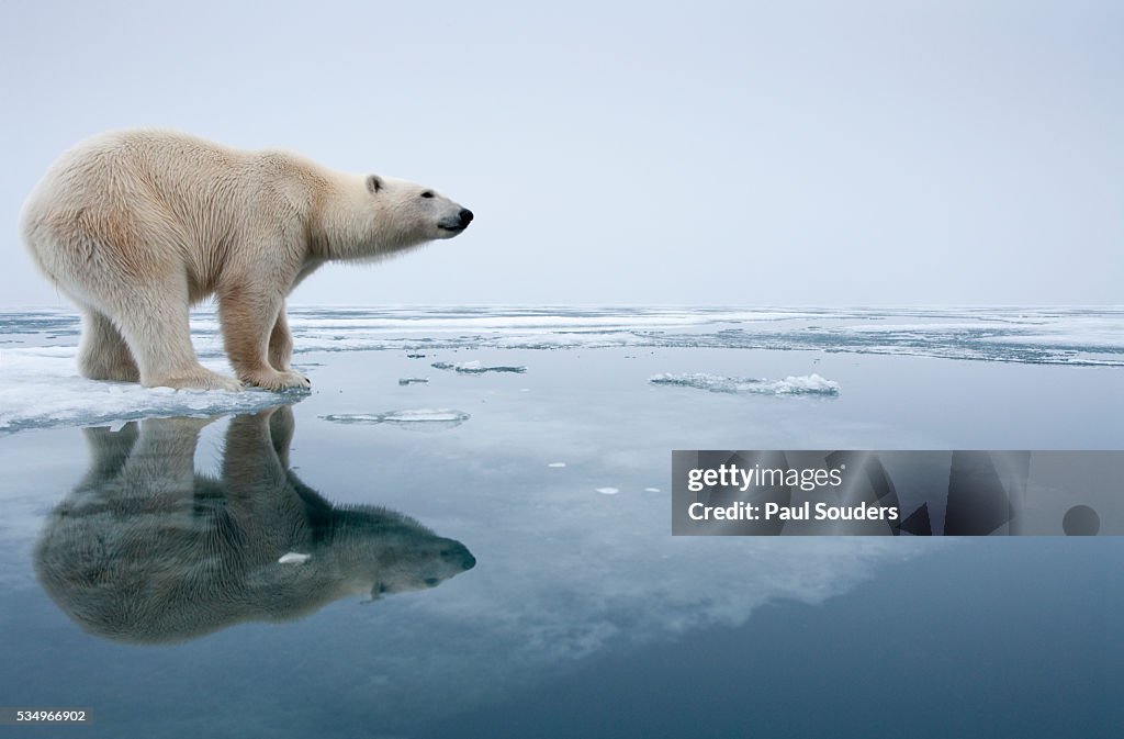 Polar Bear on Melting Ice, Svalbard, Norway