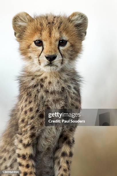 cheetah cub - cub stock pictures, royalty-free photos & images