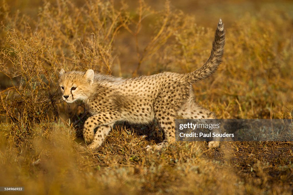 Playing Cheetah cub