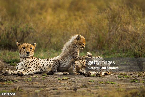 cheetah cub and mother - cheetah cub stock pictures, royalty-free photos & images