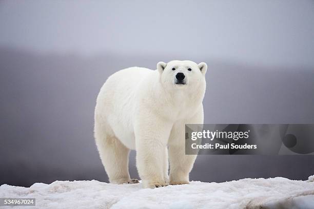 polar bear on ice - ijsbeer stockfoto's en -beelden