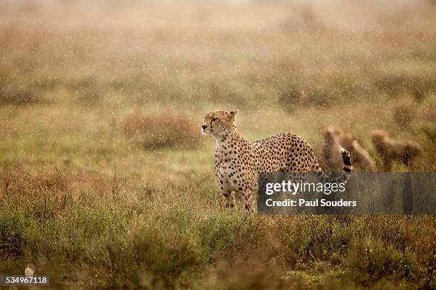 cheetah in morning rain - cheetah hunt stock pictures, royalty-free photos & images