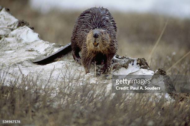 beaver walking in snow - beaver bildbanksfoton och bilder