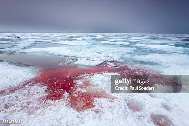 bearded seal blood on ice - blood ice stock pictures, royalty-free photos & images