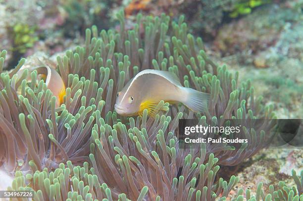 skunk anemonefish and magnificent anemone - amphiprion akallopisos stock pictures, royalty-free photos & images