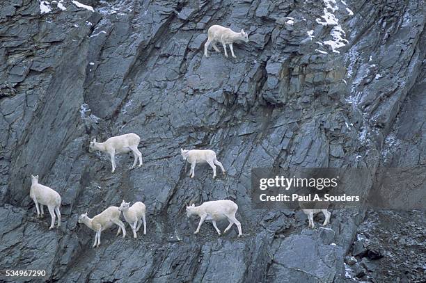 dall's sheep on cliff - weißes dickhornschaf stock-fotos und bilder