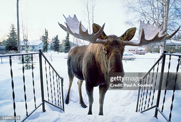 moose approaching front porch - moose stock pictures, royalty-free photos & images
