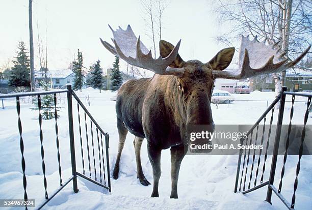 moose approaching front porch - elk bildbanksfoton och bilder