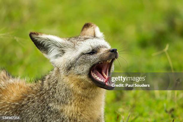 bat eared fox - hoektand stockfoto's en -beelden