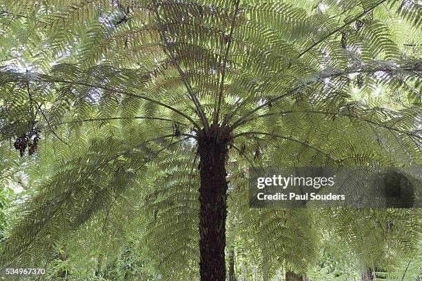 tall tree ferns in temperate rainforest - waipoua forest stock pictures, royalty-free photos & images