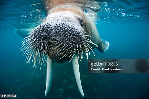 adult male walrus, lagoya, svalbard, norway - stoßzahn stock-fotos und bilder