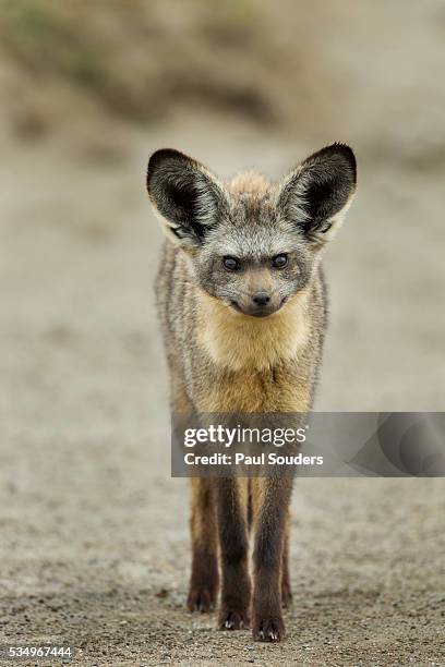 bat eared fox - bat eared fox stock pictures, royalty-free photos & images