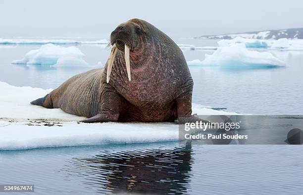 walrus on ice - stoßzahn stock-fotos und bilder